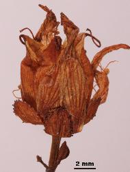 Hypericum pulchrum dehiscent capsule with persistent petals and stamens.
 © Landcare Research 2010 